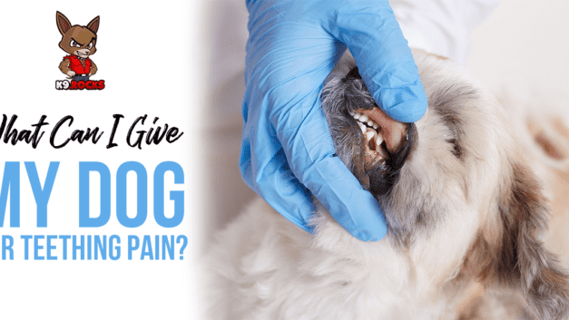 What Can I Give My Dog for Teething Pain?