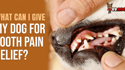 What Can I Give My Dog for Tooth Pain Relief?