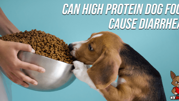 Can High Protein Dog Food Cause Diarrhea?
