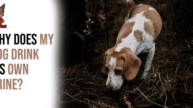 Why Does My Dog Drink His Own Urine?