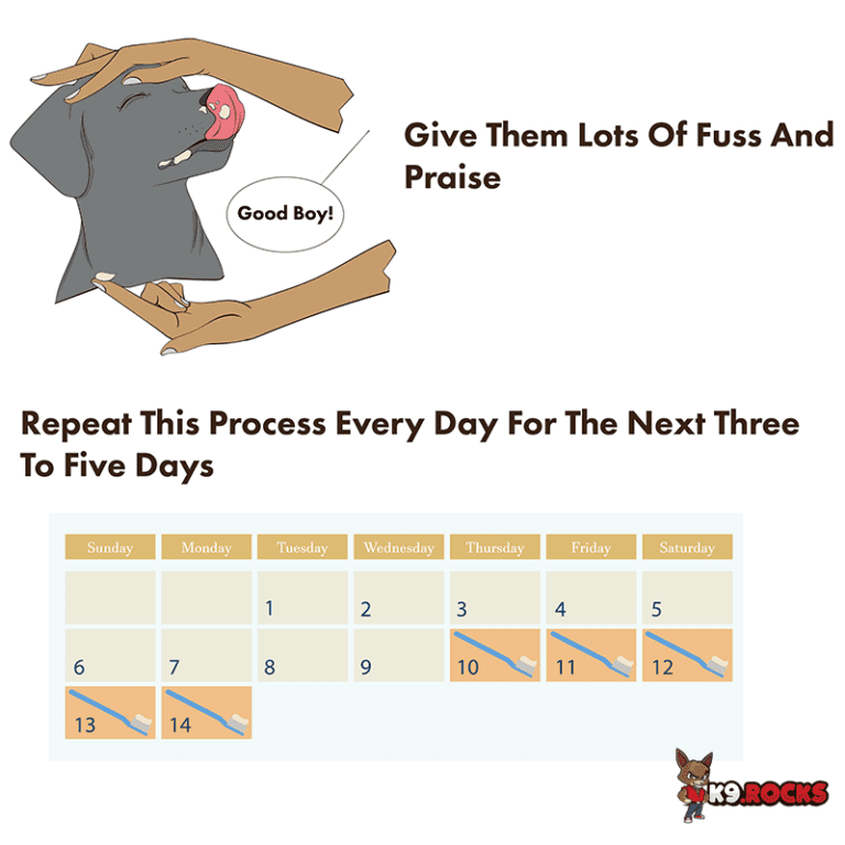 5 Tips for When Your Dog is Acting Strange After a Teeth Cleaning Procedure K9 Rocks