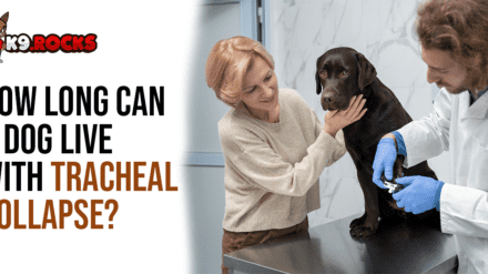 How Long Can a Dog Live With Tracheal Collapse?