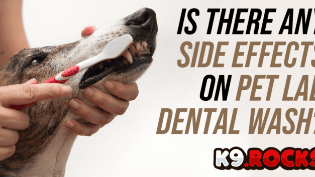 Pet Lab Dental Wash – Can it Cause Side Effects?