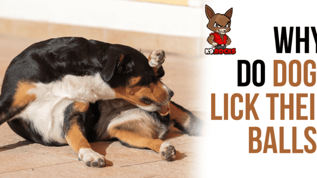 Why Do Dogs Lick Their Balls?