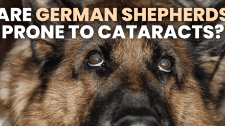 Are German Shepherds Prone to Cataracts?