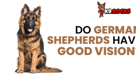 Do German Shepherds Have Good Vision?