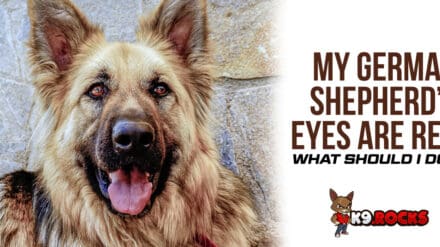 My German Shepherd’s Eyes Are Red – What Should I Do?