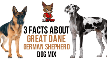 3 Facts about Great Dane – German Shepherd Dog Mix