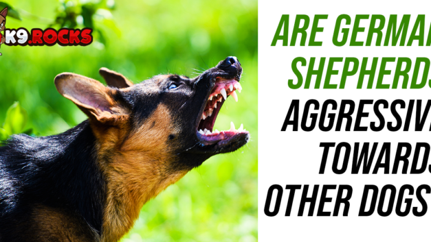 Are German Shepherds Aggressive Towards Other Dogs?