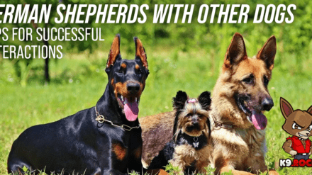 German Shepherds With Other Dogs: Tips for Successful Interactions