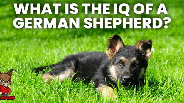 What Is The IQ of a German Shepherd?