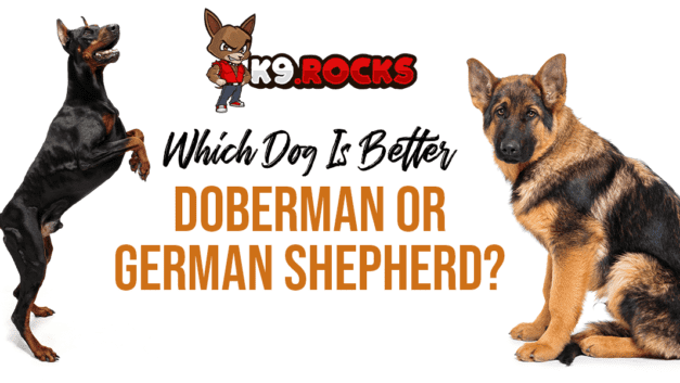 Which Dog Is Better – Doberman or German Shepherd? – Learn the Difference
