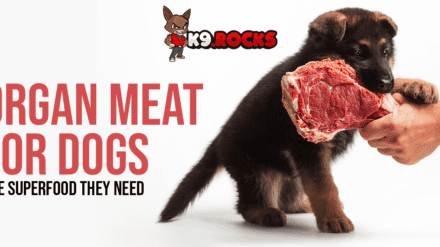 Organ Meat for Dogs: The Superfood They Need