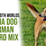 Carolina Dog and German Shepherd Mix – The Best of Both Worlds