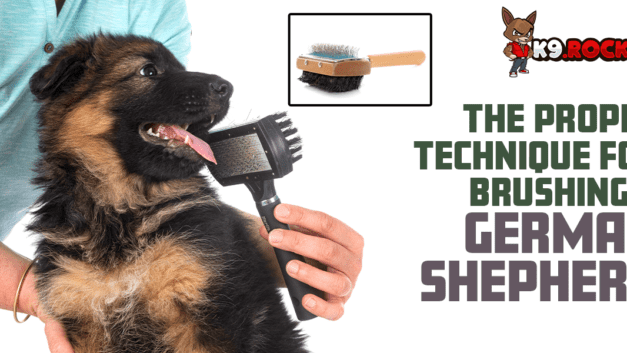 The Proper Technique for Brushing a German Shepherd