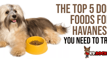 The Top 5 Dog Foods for Havanese You Need to Try