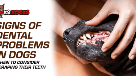 Signs of Dental Problems in Dogs: When to Consider Scraping Their Teeth