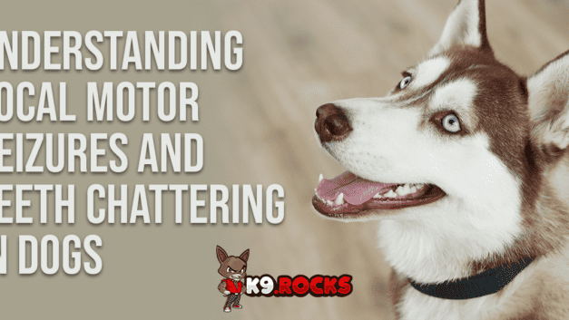 Understanding Focal Motor Seizures and Teeth Chattering in Dogs