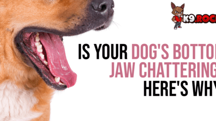 Is Your Dog’s Bottom Jaw Chattering? Here’s Why!