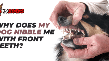 Why Does My Dog Nibble Me With the Front Teeth?
