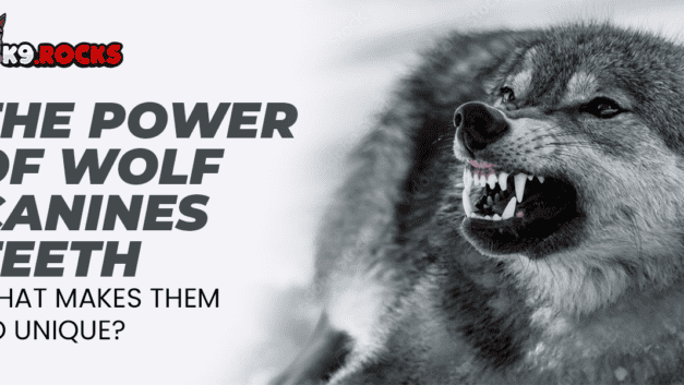 The Power of Wolf Canines Teeth – What Makes Them So Unique?