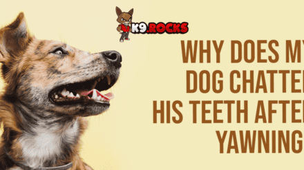 Why Does My Dog Chatter His Teeth After Yawning?