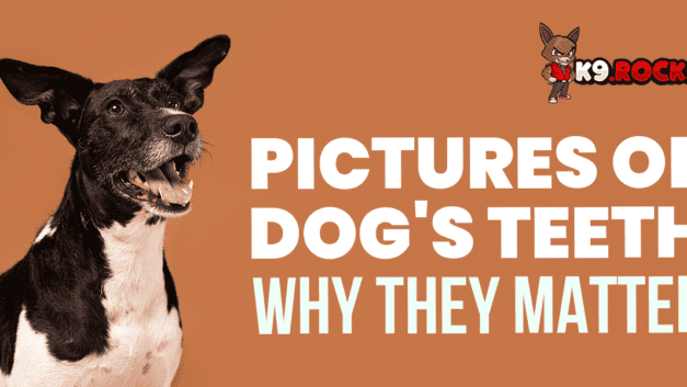 7 Different Pictures of Dog’s Teeth: Why They Matter