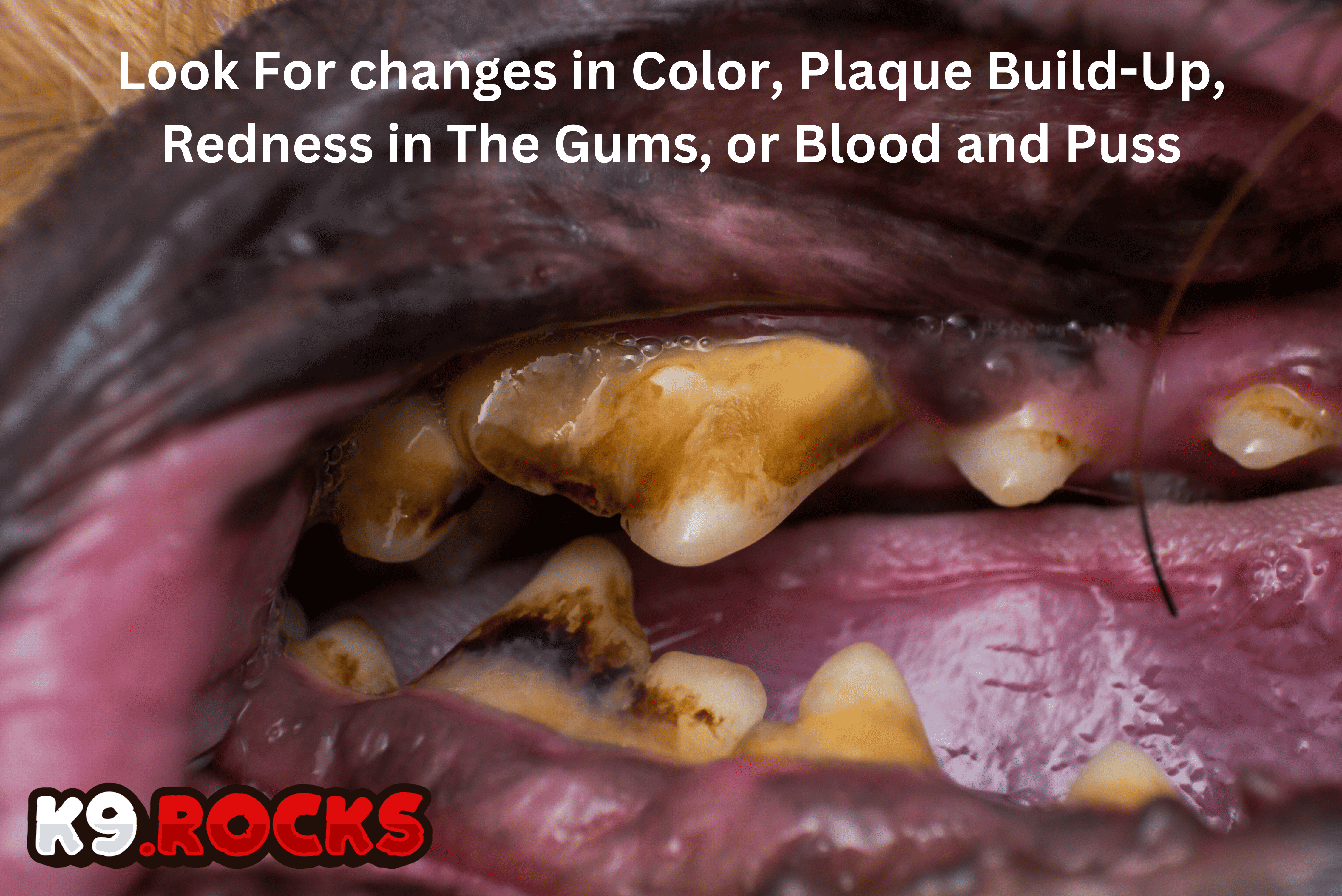 A close up of a dog's mouth with bacterial plaque or tartar and missing teeth