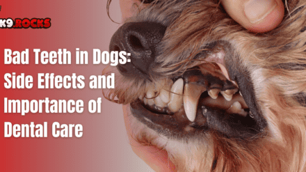 Bad Teeth in Dogs: Side Effects and Importance of Dental Care