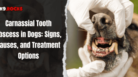 Carnassial Tooth Abscess in Dogs: Signs, Causes, and Treatment Options