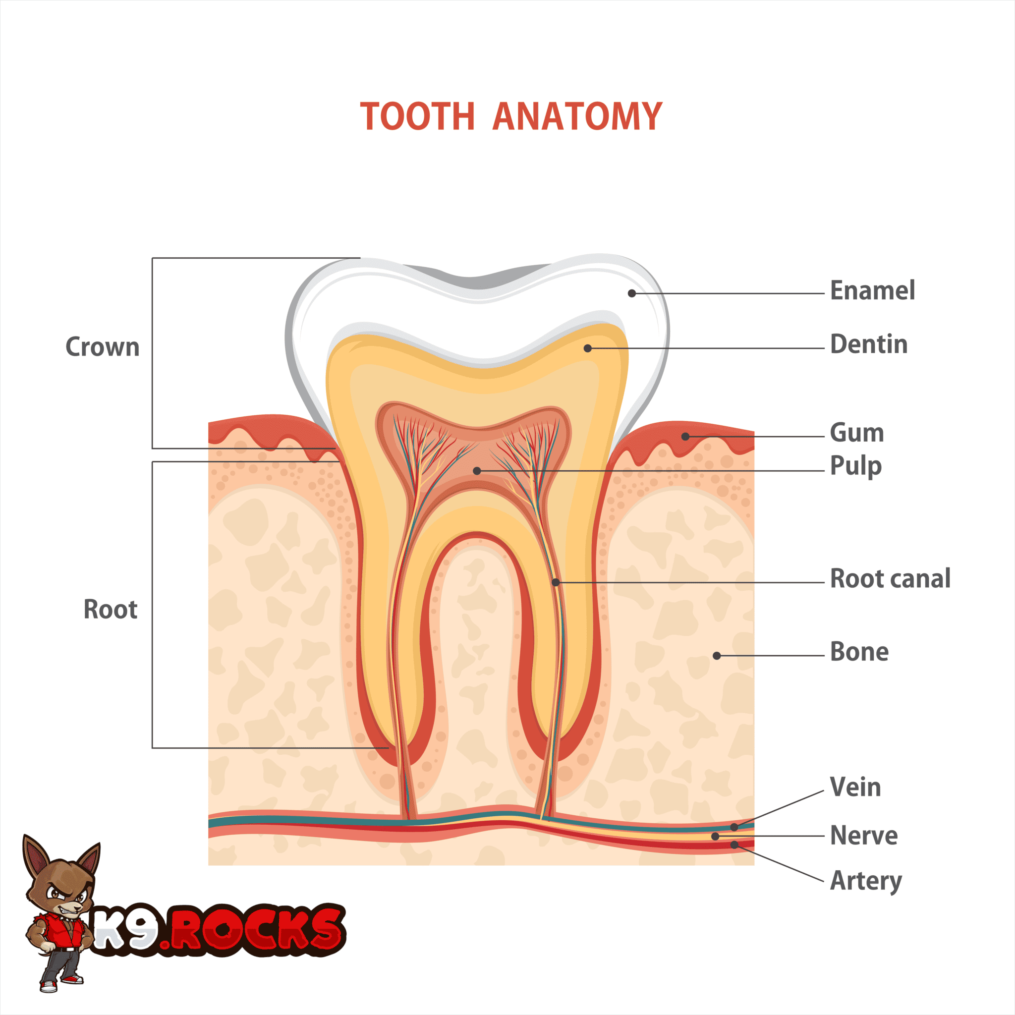 7 Different Pictures of Dog's Teeth: Why They Matter - K9 Rocks
