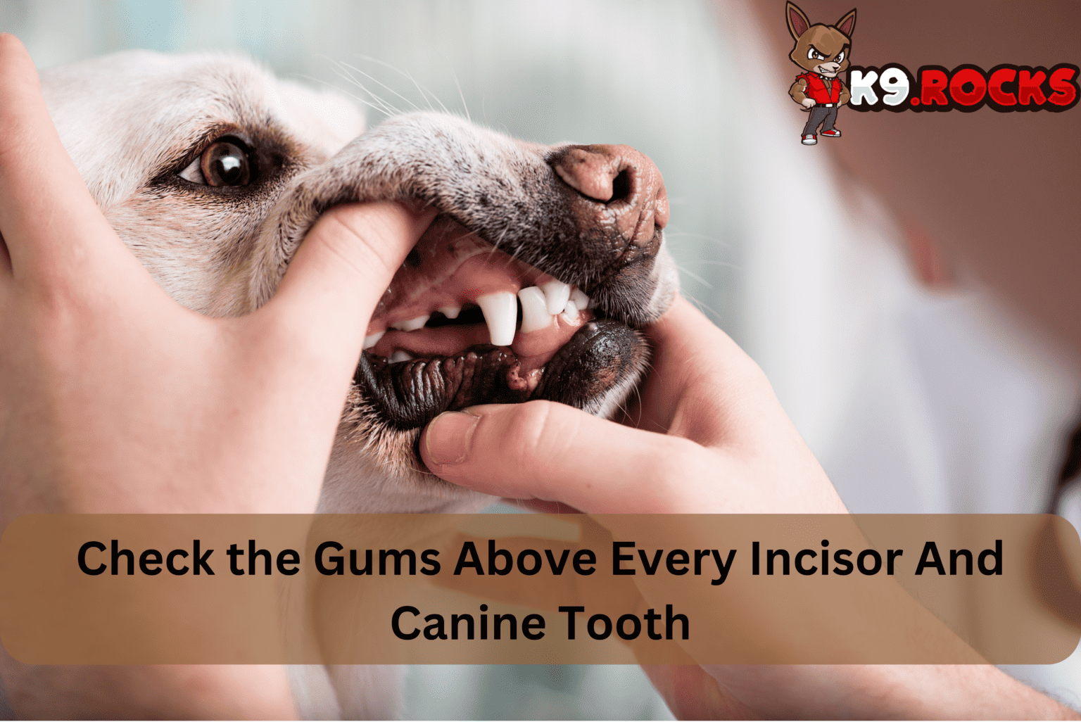 20 Pictures Demonstrating Serious Dog Teeth Problems - K9 Rocks