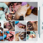 11 Dog Tooth Abscess Pictures Showcasing the Reality of Dental Health in Dogs