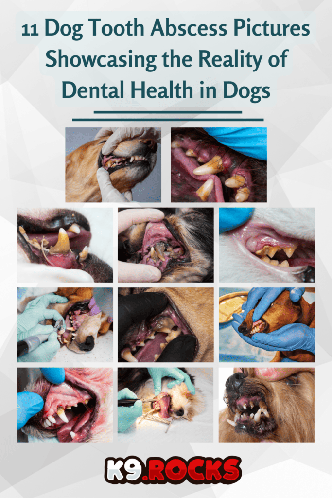 11 Dog Tooth Abscess Pictures Showcasing the Reality of Dental Health