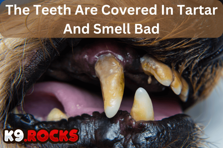 20 Pictures Demonstrating Serious Dog Teeth Problems - K9 Rocks