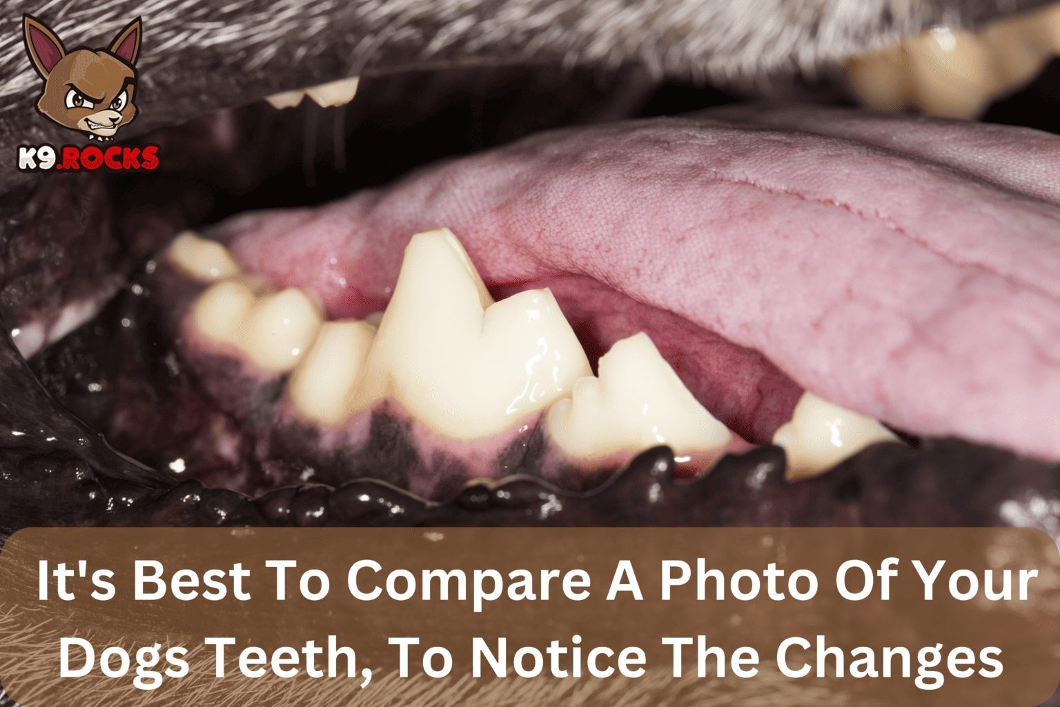 20 Pictures Demonstrating Serious Dog Teeth Problems K9 Rocks