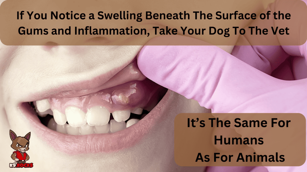 20 Pictures Demonstrating Serious Dog Teeth Problems - K9 Rocks