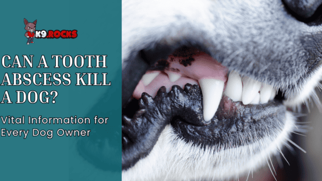 Can a Tooth Abscess Kill a Dog: Vital Information for Every Dog Owner