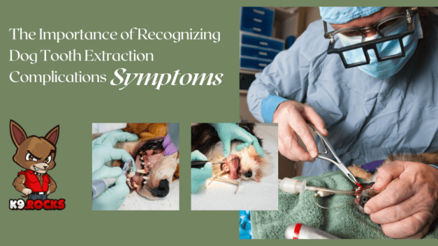 Importance of Recognizing Dog Tooth Extraction Complications Symptoms