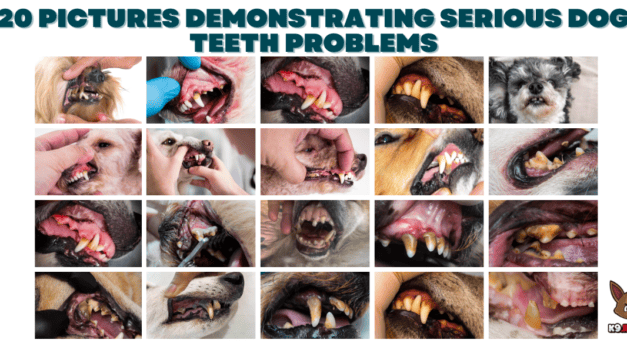 20 Pictures Demonstrating Serious Dog Teeth Problems