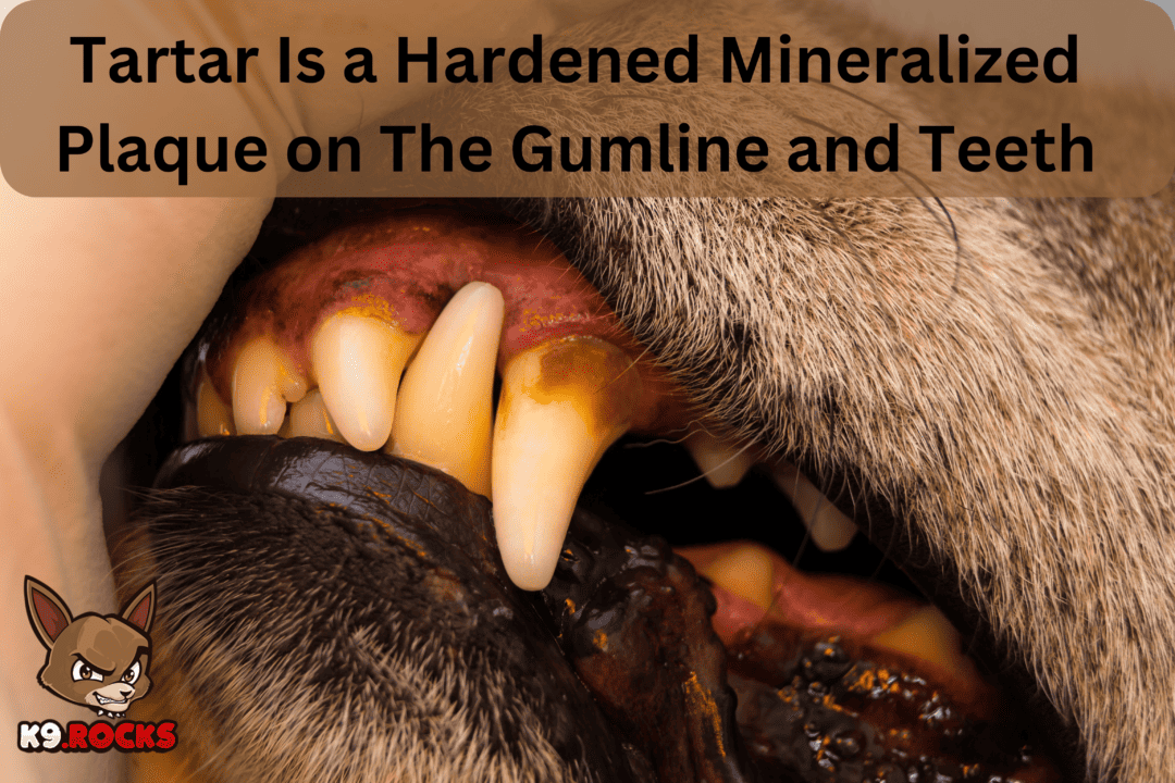 20 Pictures Demonstrating Serious Dog Teeth Problems - K9 Rocks