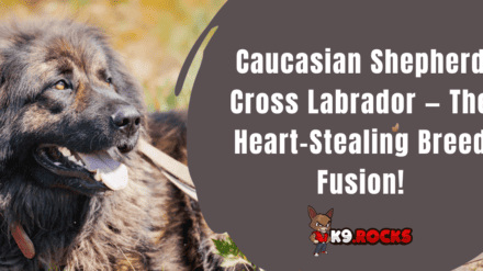 Caucasian Shepherd Cross Labrador — The Heart-Stealing Breed Fusion!