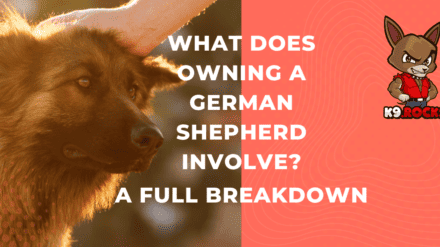 What Does Owning a German Shepherd Involve? A Full Breakdown